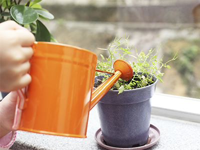 Watering plants