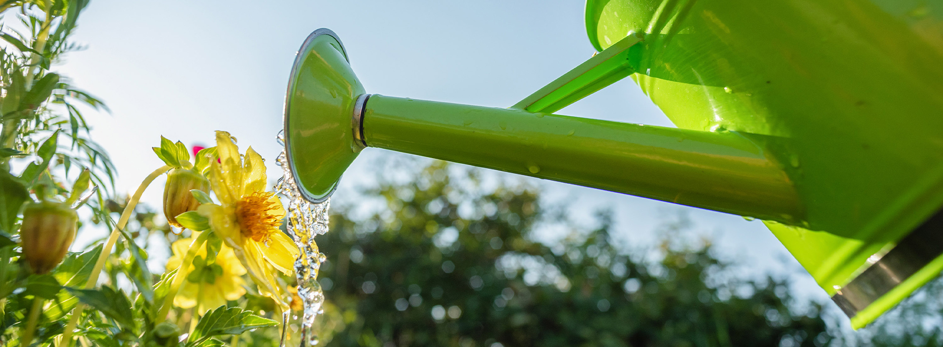 How can I save water in my garden?