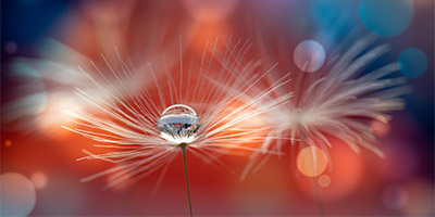 Water drop on a flower