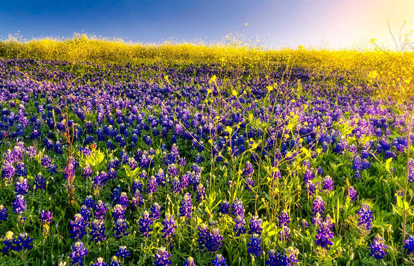 Low-Water and Drought-Resistant Plants