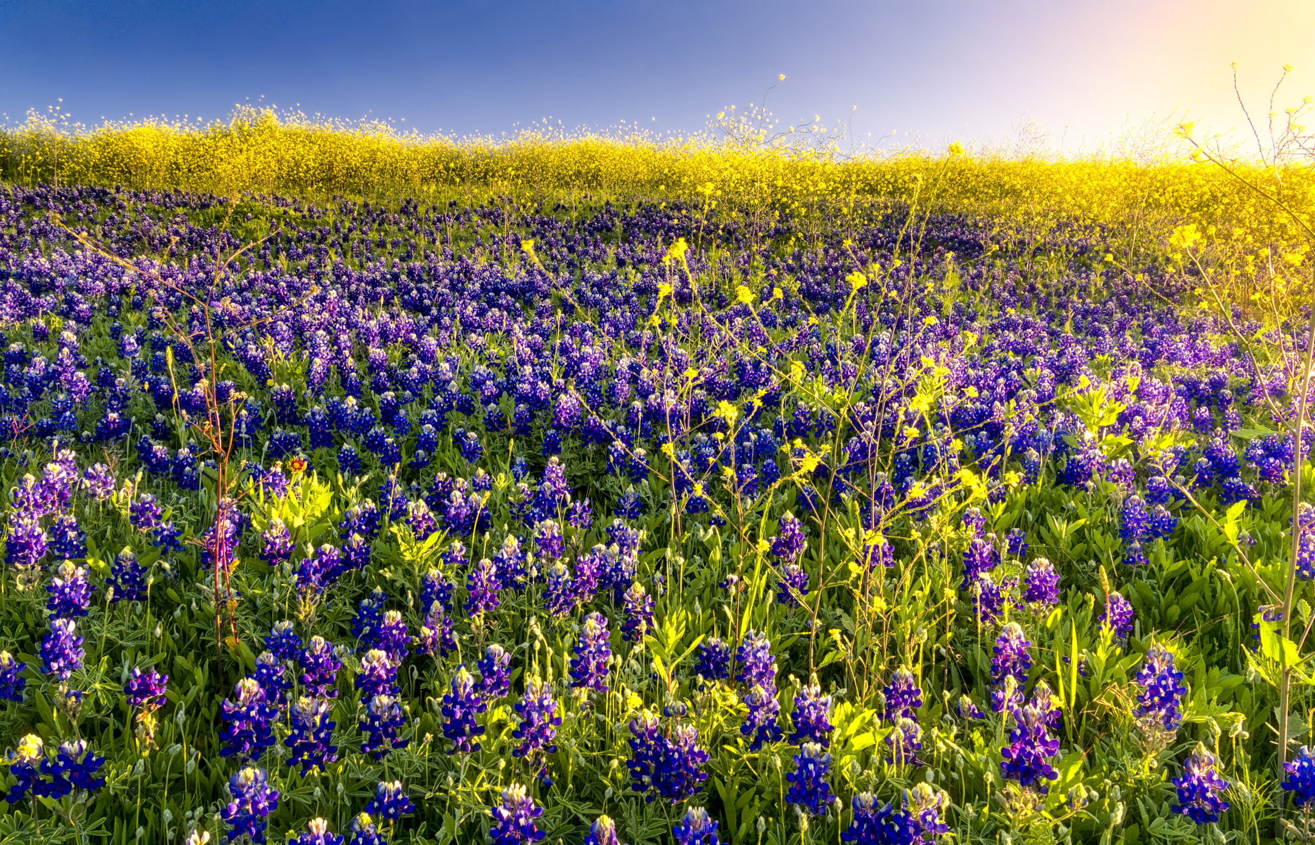 Low-Water and Drought-Resistant Plants